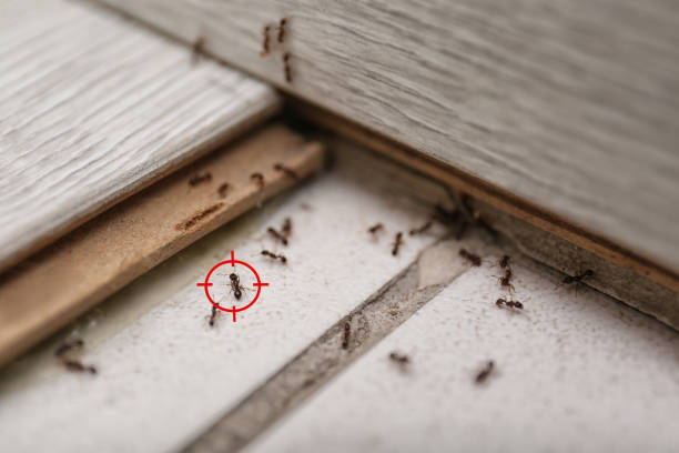 Best Flea Control Services  in Colorado City, TX